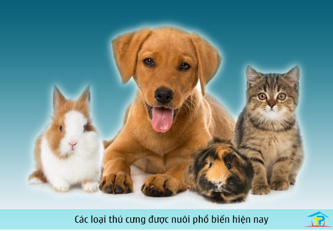 Muốn tìm kiếm thú cưng Việt Nam đáng yêu? Hãy xem hình ảnh này và bạn sẽ ngay lập tức yêu động vật nhà hàng xóm!